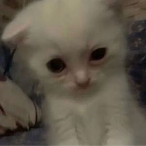 Meet your Posher, Logan